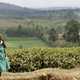 Kenyan and Sri Lankan tea farms now dominate the market